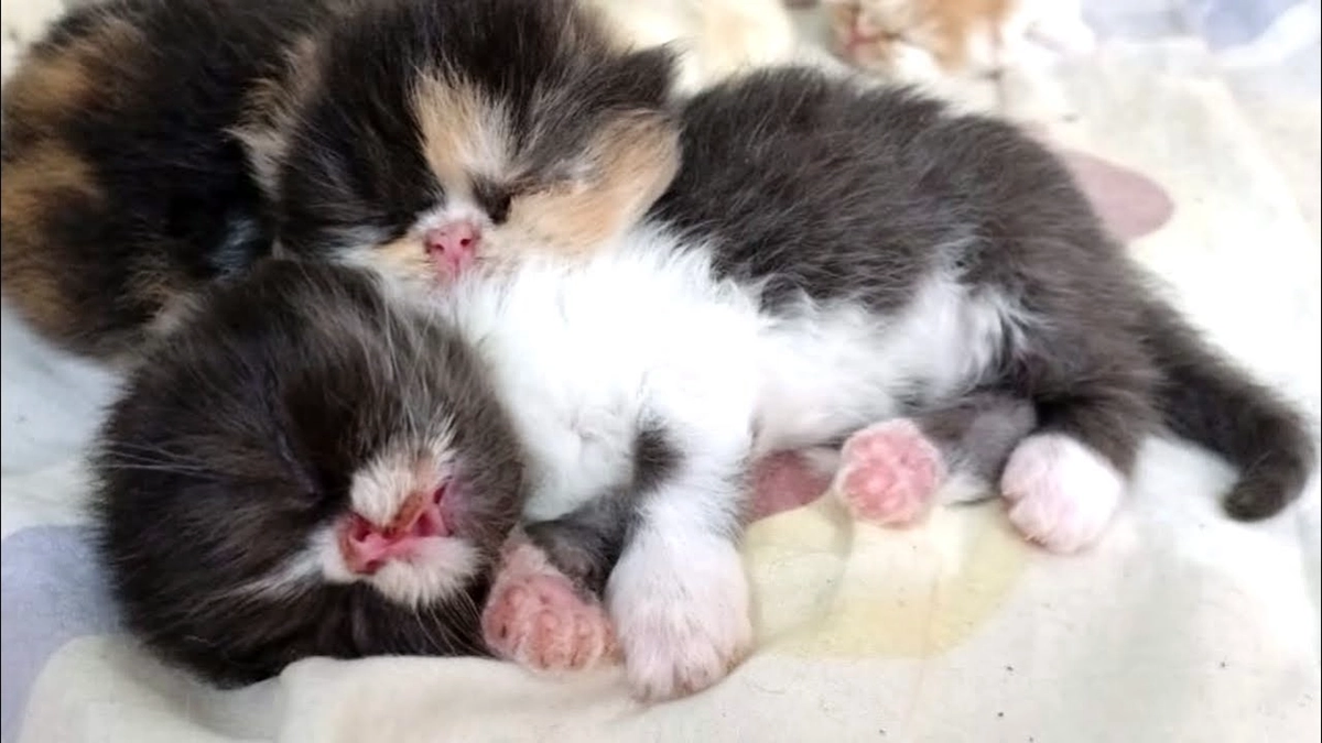 Cara Merawat Kucing Persia Kecil Baru Lahir