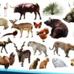 Pengertian Keanekaragaman Spesies